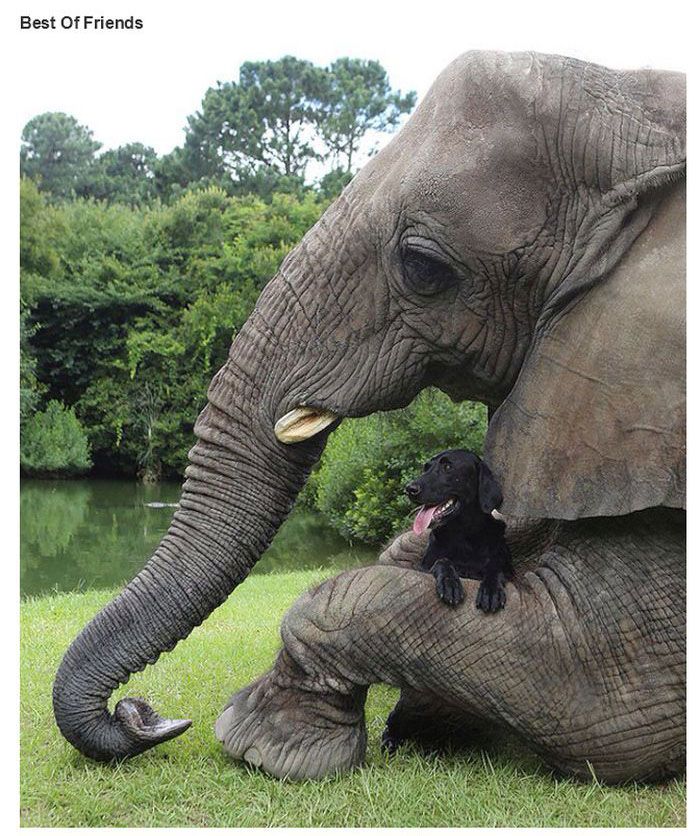 dog and elephant best friends - Best Of Friends