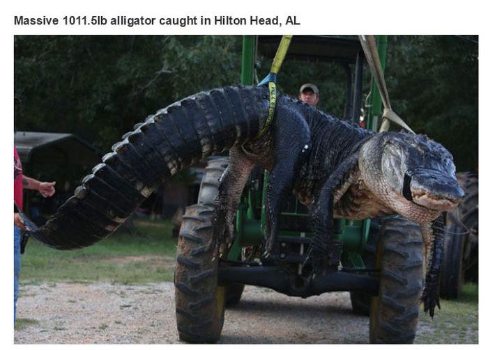 1100 pound alligator - Massive 1011.5lb alligator caught in Hilton Head, Al
