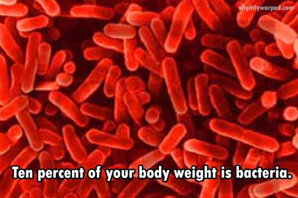 slightlywarped.com Ten percent of your body weight is bacteria.