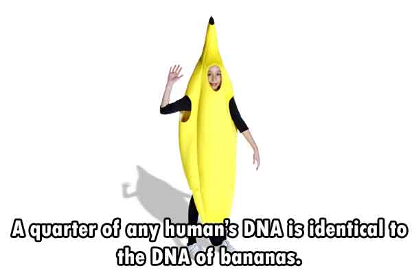 banana suit - A quarter of any humans Dna is identical to the Dna of bananas.
