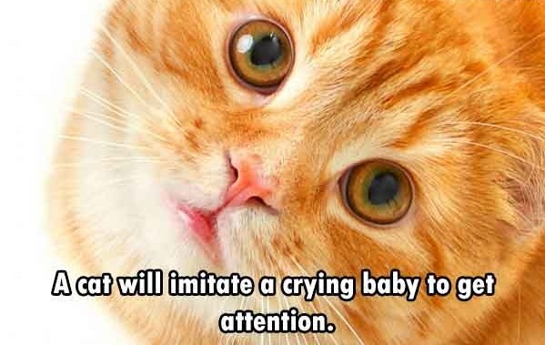 orangey cat - A cat will imitate a crying baby to get attention.