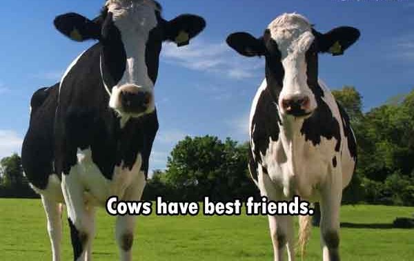 2 cows - Cows have best friends.