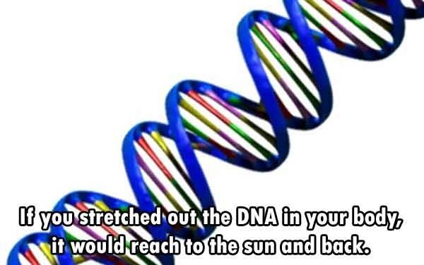 genetics evolution - li you stretched out the Dna in your body it would reach to the sun and back