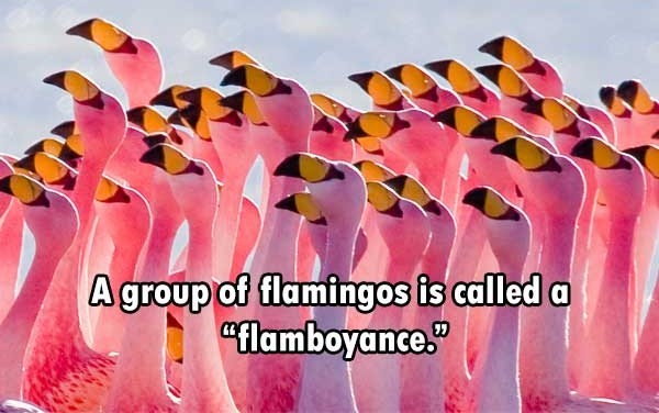 group of flamingos - A group of flamingos is called a "flamboyance."