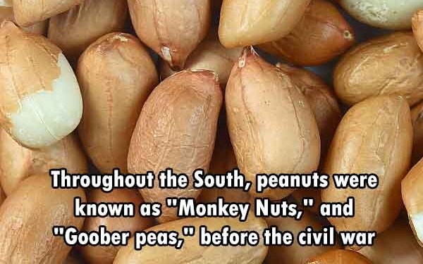 goober peas meme - Throughout the South, peanuts were known as "Monkey Nuts," and "Goober peas," before the civil war