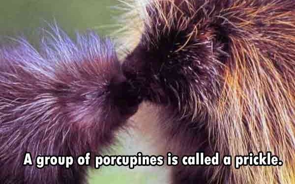 mama and baby porcupine - A group of porcupines is called a prickle. Www