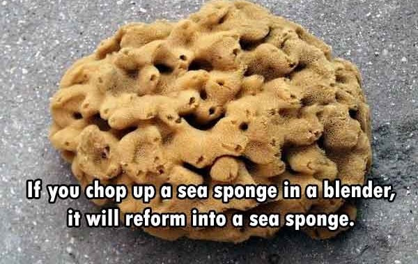 If you chop up a sea sponge in a blender, it will reform into a sea sponge.