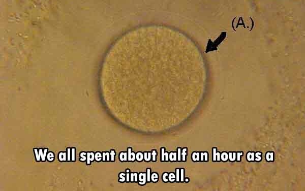 circle - We all spent about half an hour as a single cell.