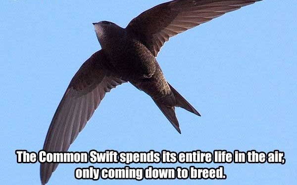Learning - The Common Swift spends its entire life in the air, only coming down to breed.