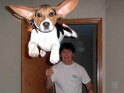 flying beagle