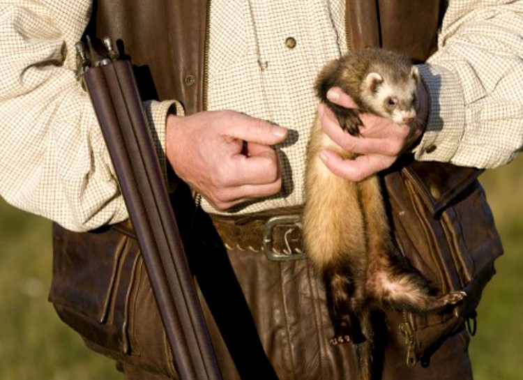 In Minnesota, it's illegal to go hunting with a ferret.