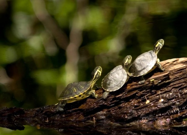 three little turtles