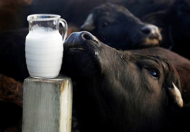In the African country of Niberia, the locals will probably serve you a mixture of clotted cream, dark rum, spiced rum, cream liqueur, and whole cream. The remedy is called Buffalo Milk. 
