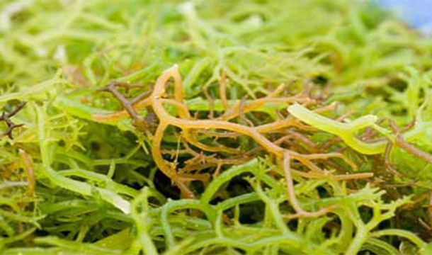Carrageenan-It is made of seaweed and is used as a vegetarian alternative to gelatin.