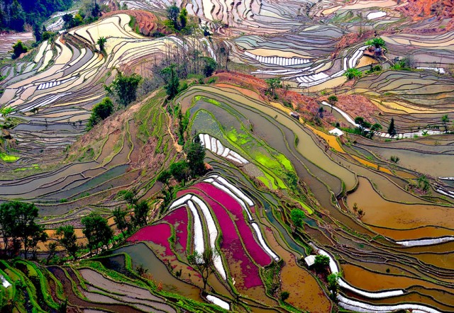 national geographic rice fields - Tu