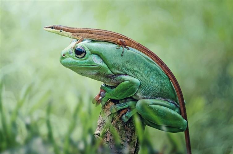A tree frog wearing a lizard as a hat