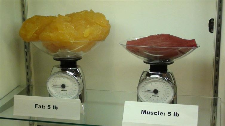 Five pounds of fat compared to five pounds of muscle