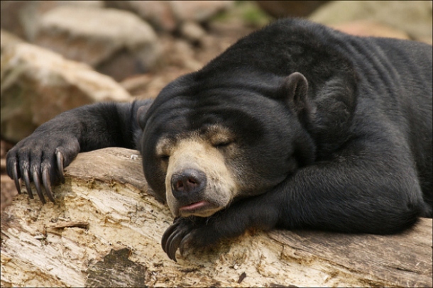 In Alaska, it is legal to shoot bears but waking them from sleep for the purpose of taking pictures of them is prohibited