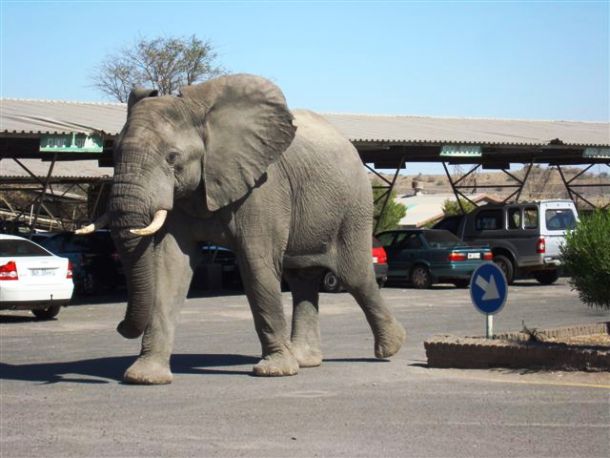 In Florida, if you tie an elephant to a parking meter, you must pay the same parking fee as if it was a vehicle