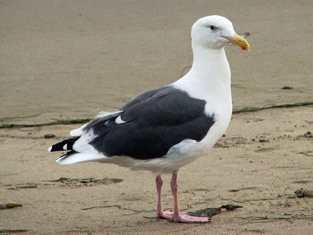 In some part of Virginia, spitting on sea gulls is prohibited