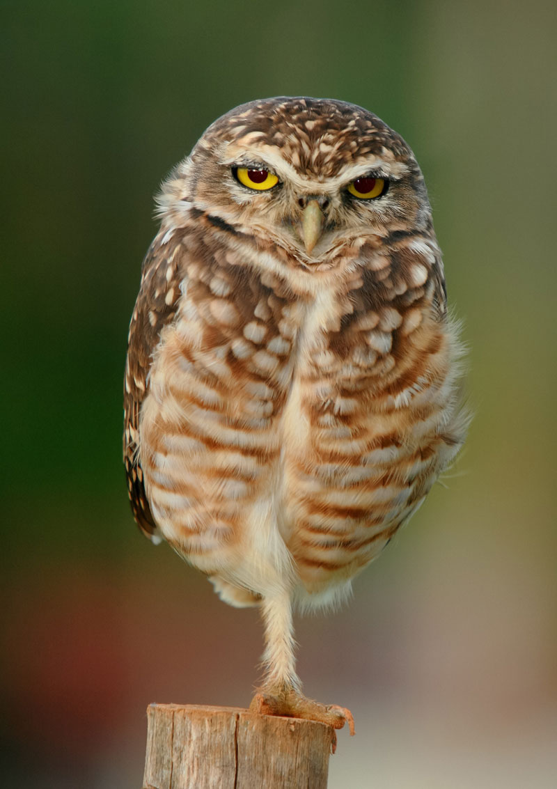 Owl on one leg