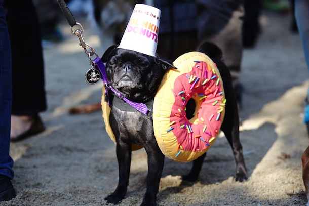 27 Must Have Doggy Halloween Costumes!