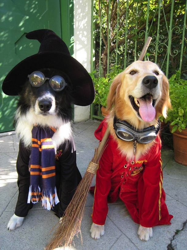 27 Must Have Doggy Halloween Costumes!