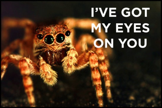 According to legend, if you see a spider on Halloween, its actually the spirit of a loved one watching over you