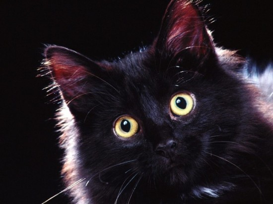 Many shelters dont allow black cats to be adopted around Halloween for fear that they may be tortured or sacrificed
