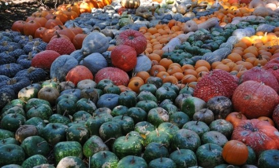 While pumpkins are typically orange, they can also be green, white, red and gray