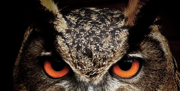 Aside from black cats, the owl is also a popular Halloween image. In Medieval Europe, owls were thought to be witches, and to hear an owl's call meant someone was about to die
