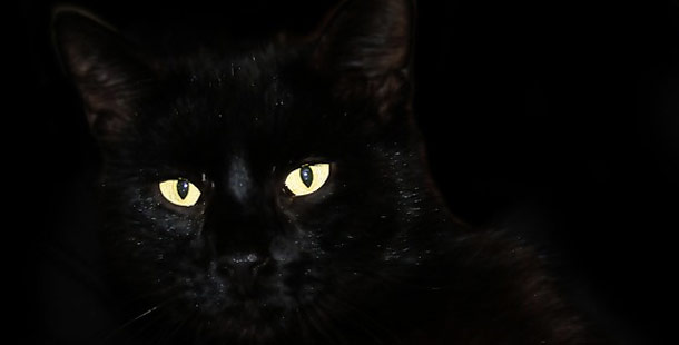 Black cats get a bad rap on Halloween because they were once believed to be witch's subordinates and protectors of witches powers. However, in England its the opposite. White cats are believed to be bad luck