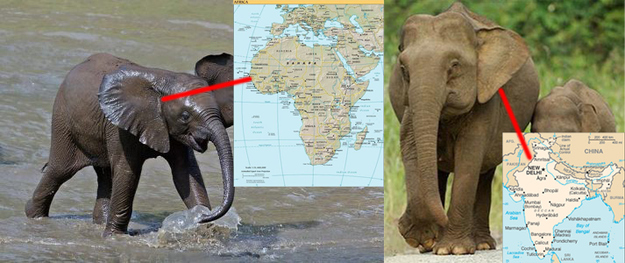 4 When you learned how to distguish the two kinds of elephants