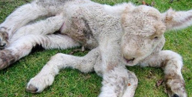 lambSeven Legged Lamb