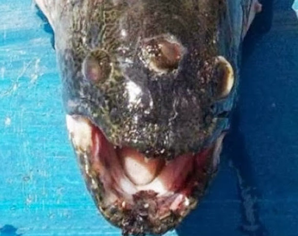 Mutated Three-eyed wolf-fish