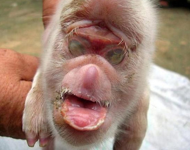 Piglet with the face of a Monkey