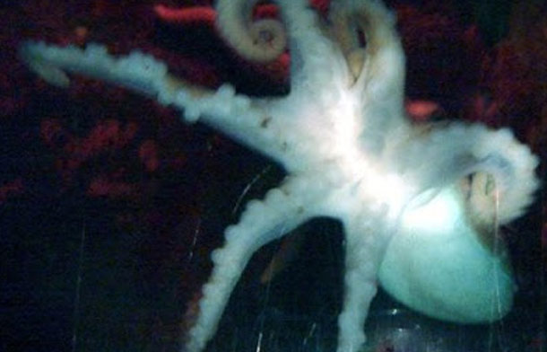 Six Legged Octopus