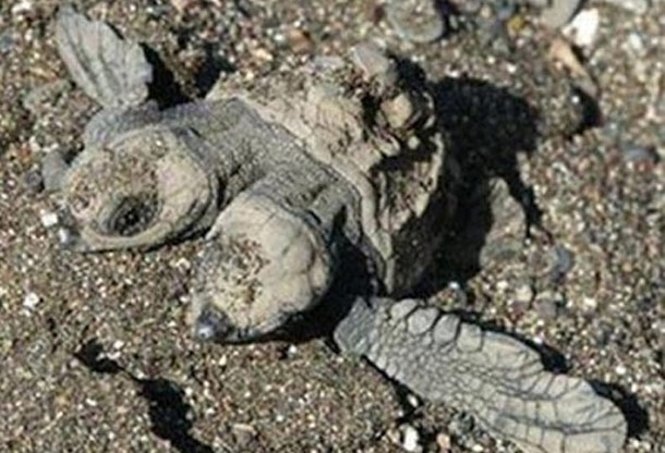 Two headed turtle