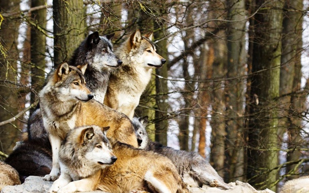 Although wolf attacks on humans are very rare nowadays, there have been several cases of man-eating wolf packs. One of the scariest happened in 1996 when a pack of wolves repeatedly attacked villages in Uttar Pradesh, India. The hungry wolves focused mainly on young children and they actually succeed in seizing and eating a few of them. Scared by the brutal attacks, the locals then believed it was werewolves who killed the children.