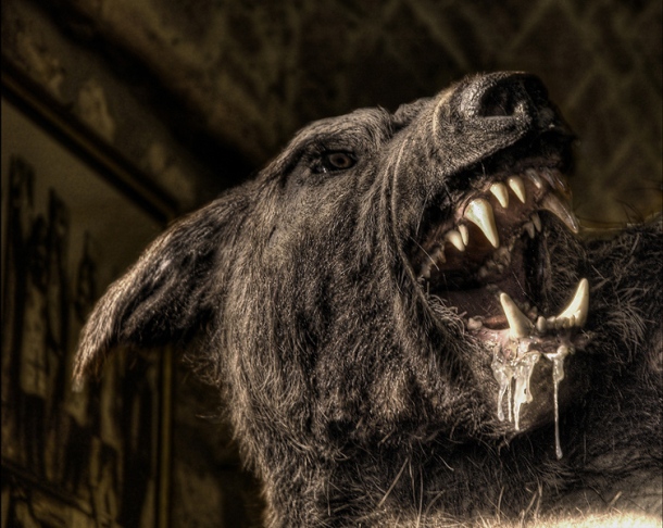 The word werewolf derives from Old English compound were meaning man and wulf meaning wolf.