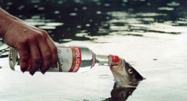 In Ohio, it is illegal to get a fish drunk.