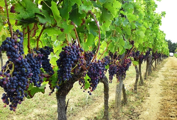 The soil of one of the vineyards in France is considered so precious that it is mandatory for workers to scrape the soil off their shoes before they leave.