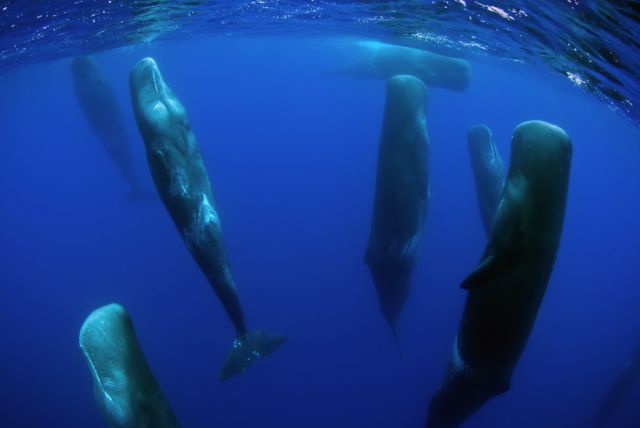 This is how sperm whales sleep.