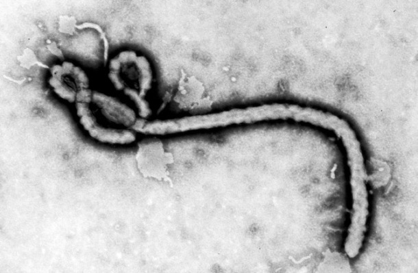 Ebola comes from a family of viruses that is millions of years old. Fossilized virus samples have been found in fossils from Africa and China.