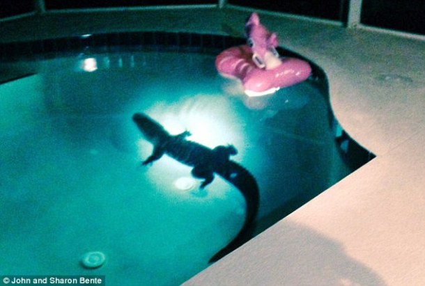 In Florida, alligators found in backyards are not unheard of but alligator taking a dip in a backyard swimming pool is another story. This is exactly what Sharon Bente and her husband from Bradenton saw when they heard a noise in their backyard in the middle of the night. The 8-feet gator was swimming in circles along with a little floating toy. The couple called the Sheriffs Office and the gator was later taken to a farm in Arcadia.
