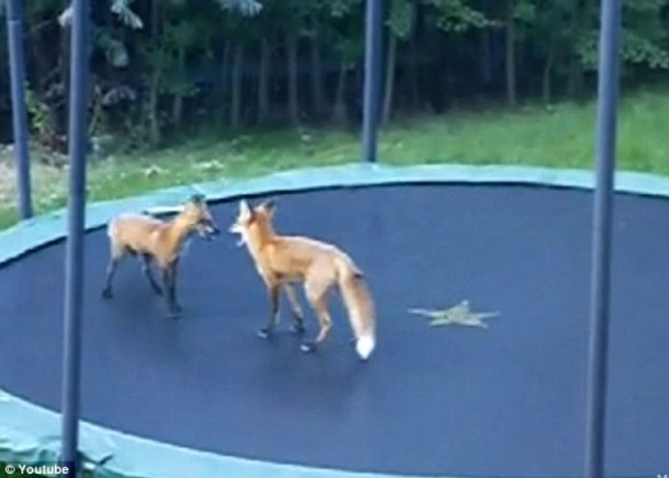 Foxes jumping on a trampoline...Yes, alligators bathing in a swimming pool are obviously not the only animals that can enjoy human amusements. An anonymous man recently woke up to find evidence of some strange visitors in his backyard: a couple of adorable foxes that dug their way in overnight. The nocturnal trespassers took advantage of the slumbering homeowners to have some fun on the trampoline.
