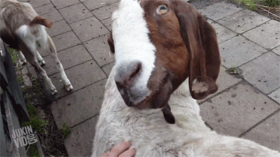 goat spinning head gif