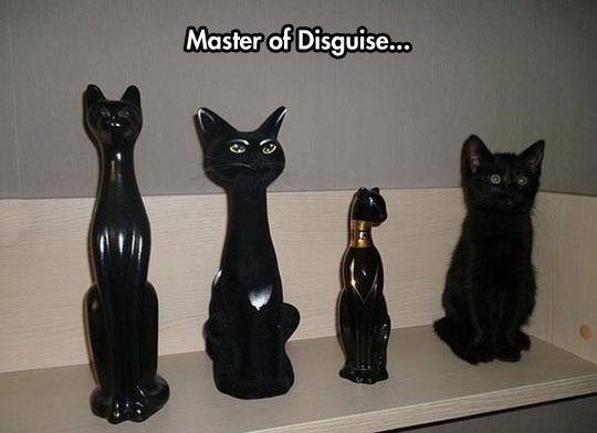 cats ninja - Master of Disguise...