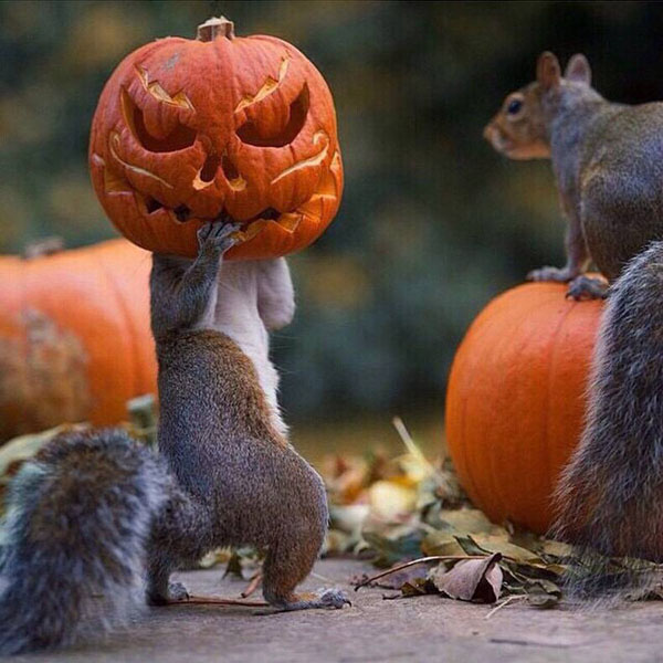 funny autumn animals
