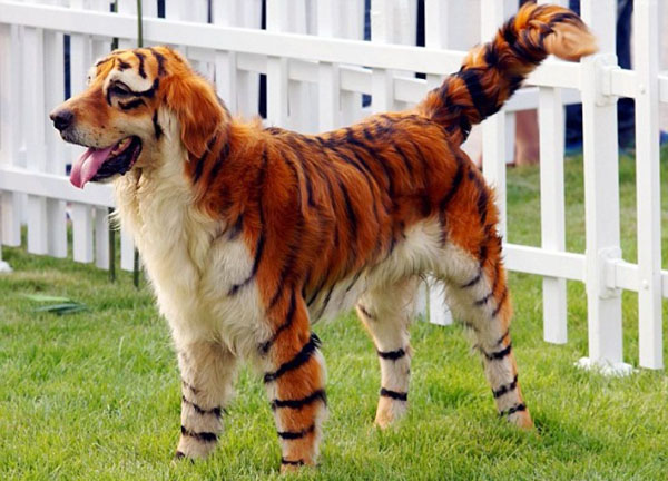 rarest dog breed